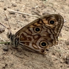 Geitoneura acantha (Ringed Xenica) at Mount Majura - 20 Jan 2023 by Pirom