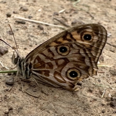 Geitoneura acantha (Ringed Xenica) at Hackett, ACT - 20 Jan 2023 by Pirom