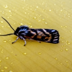 Phaos aglaophara (Alpine Tiger Moth) at Kosciuszko National Park - 13 Jan 2023 by Philip