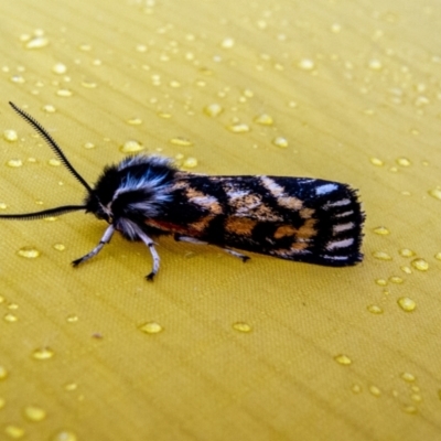 Phaos aglaophara (Alpine Tiger Moth) at Burrungubugge, NSW - 13 Jan 2023 by Philip