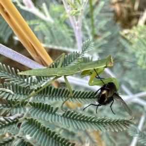 Orthodera ministralis at Watson, ACT - 20 Jan 2023