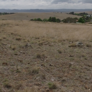 Rutidosis leiolepis at Cooma, NSW - 21 Nov 2018 09:46 AM