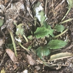 Cymbonotus preissianus at Garran, ACT - suppressed