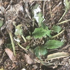 Cymbonotus preissianus at Garran, ACT - suppressed