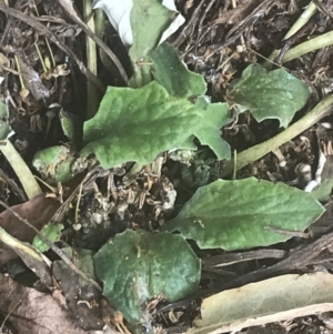 Cymbonotus preissianus at Garran, ACT - suppressed