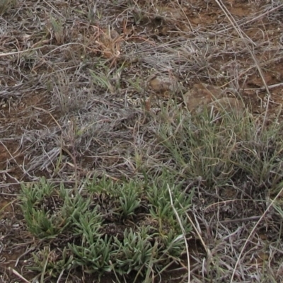 Rutidosis leiolepis (Monaro Golden Daisy) at Cooma, NSW - 21 Nov 2018 by AndyRoo