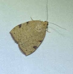 Detounda leptoplasta (Broad-winged Moth (Chloephorinae) at Jerrabomberra, NSW - 14 Jan 2023 by SteveBorkowskis