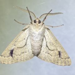 Arhodia lasiocamparia (Pink Arhodia) at Jerrabomberra, NSW - 14 Jan 2023 by Steve_Bok