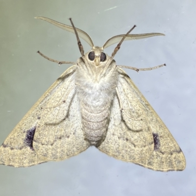 Arhodia lasiocamparia (Pink Arhodia (Oenochrominae)) at Jerrabomberra, NSW - 15 Jan 2023 by SteveBorkowskis