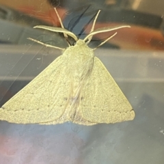 Arhodia lasiocamparia at Jerrabomberra, NSW - 15 Jan 2023