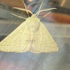 Arhodia lasiocamparia at Jerrabomberra, NSW - 15 Jan 2023