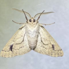 Arhodia lasiocamparia at Jerrabomberra, NSW - 15 Jan 2023