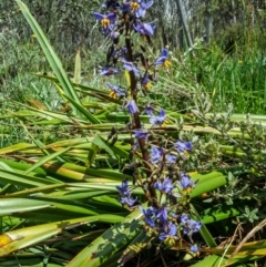 Dianella tasmanica (Tasman Flax Lily) at Kosciuszko National Park - 10 Jan 2023 by Philip