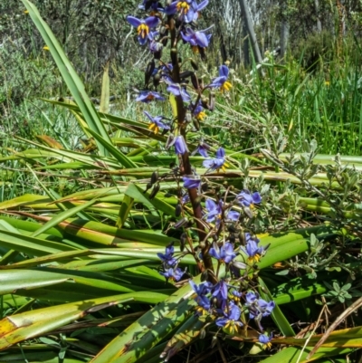 Dianella tasmanica (Tasman Flax Lily) at Munyang, NSW - 10 Jan 2023 by Philip