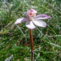 Caladenia alpina (Mountain Caps) at Jagungal Wilderness, NSW - 11 Jan 2023 by Philip