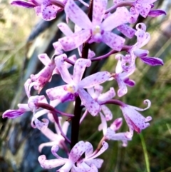 Dipodium roseum (Rosy Hyacinth Orchid) at Tinderry Nature Reserve - 20 Jan 2023 by JessBelle