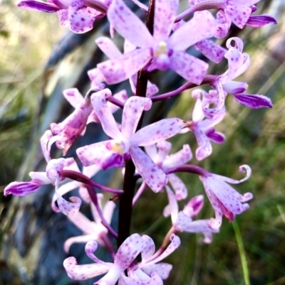 Dipodium roseum (Rosy Hyacinth Orchid) at Burra, NSW - 20 Jan 2023 by JessBelle