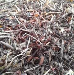 Papyrius nitidus (Shining Coconut Ant) at Woodstock Nature Reserve - 19 Jan 2023 by Jimmyjamjimbles