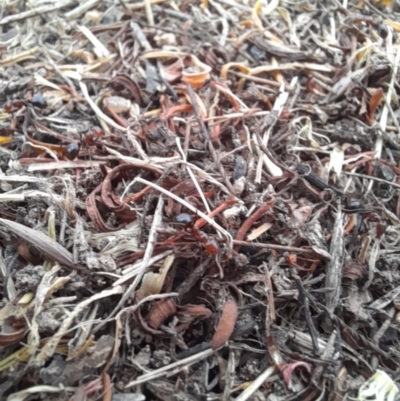 Papyrius nitidus (Shining Coconut Ant) at Woodstock Nature Reserve - 19 Jan 2023 by Jimmyjamjimbles