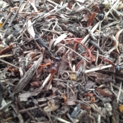 Papyrius nitidus at Coree, ACT - suppressed