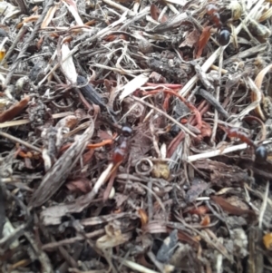 Papyrius nitidus at Coree, ACT - suppressed