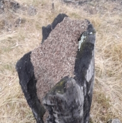 Papyrius nitidus at Coree, ACT - suppressed