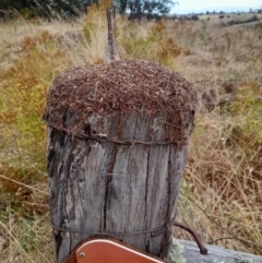 Papyrius nitidus at Coree, ACT - suppressed