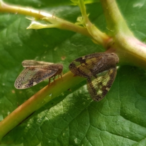 Scolypopa australis at Kambah, ACT - 20 Jan 2023 06:30 PM