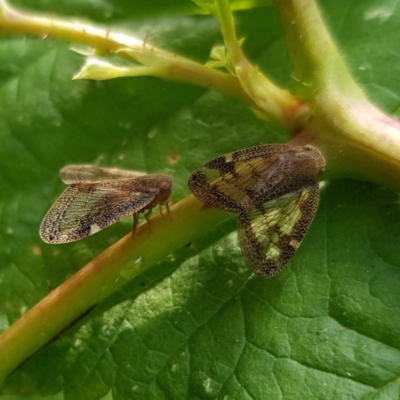 Scolypopa australis (Passionvine hopper, Fluffy bum) at Kambah, ACT - 20 Jan 2023 by MatthewFrawley