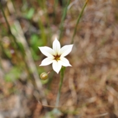 Sisyrinchium micranthum (Blue Pigroot) at Aranda, ACT - 4 Dec 2022 by catherine.gilbert