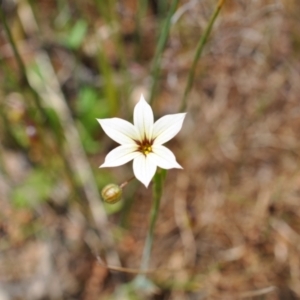 Sisyrinchium micranthum at Aranda, ACT - 4 Dec 2022 12:30 PM