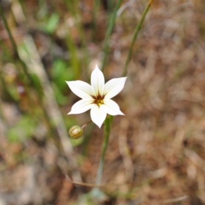 Sisyrinchium micranthum (Blue Pigroot) at Aranda, ACT - 4 Dec 2022 by catherine.gilbert