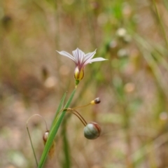 Sisyrinchium micranthum at Aranda, ACT - 4 Dec 2022 12:30 PM