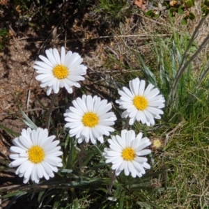 Celmisia sp. at Jagungal Wilderness, NSW - 12 Jan 2023