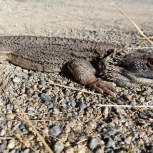 Pogona barbata at Holt, ACT - 16 Dec 2022