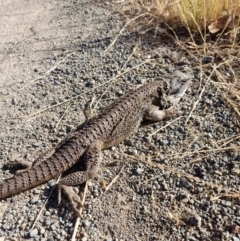 Pogona barbata at Holt, ACT - suppressed