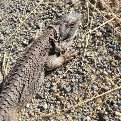 Pogona barbata at Holt, ACT - 16 Dec 2022