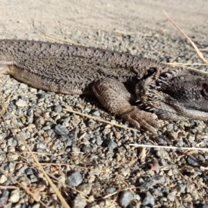 Pogona barbata at Holt, ACT - suppressed