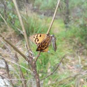 Asilinae sp. (subfamily) at Coree, ACT - 30 Dec 2022 03:22 PM