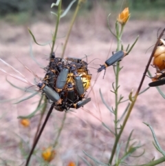 Chauliognathus lugubris (Plague Soldier Beetle) at Black Mountain - 5 Jan 2023 by Jimmyjamjimbles