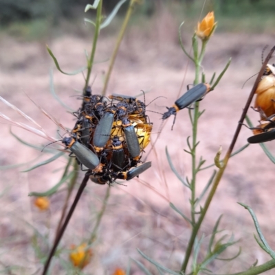 Chauliognathus lugubris (Plague Soldier Beetle) at Black Mountain - 5 Jan 2023 by Jimmyjamjimbles