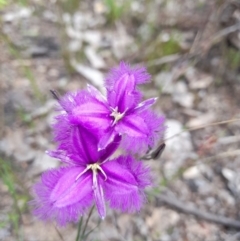 Thysanotus tuberosus subsp. tuberosus (Common Fringe-lily) at Piney Ridge - 6 Dec 2022 by Jimmyjamjimbles