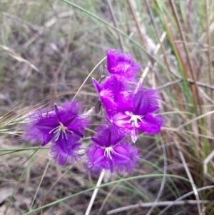 Thysanotus tuberosus subsp. tuberosus at Stromlo, ACT - 6 Dec 2022 11:45 AM