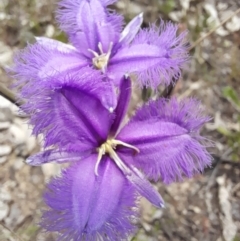 Thysanotus tuberosus subsp. tuberosus at Stromlo, ACT - 6 Dec 2022 11:45 AM