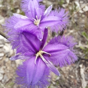 Thysanotus tuberosus subsp. tuberosus at Stromlo, ACT - 6 Dec 2022 11:45 AM