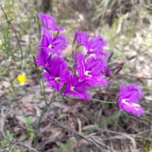 Thysanotus tuberosus subsp. tuberosus at Stromlo, ACT - 6 Dec 2022 11:45 AM