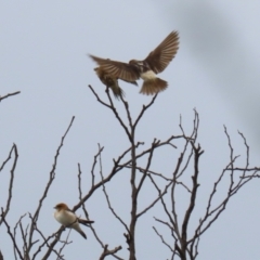 Petrochelidon ariel (Fairy Martin) at Coombs, ACT - 20 Jan 2023 by RodDeb