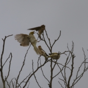 Petrochelidon ariel at Coombs, ACT - 20 Jan 2023