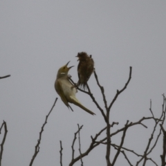 Petrochelidon ariel at Coombs, ACT - 20 Jan 2023