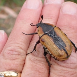 Chondropyga dorsalis at Murrumbateman, NSW - 20 Jan 2023